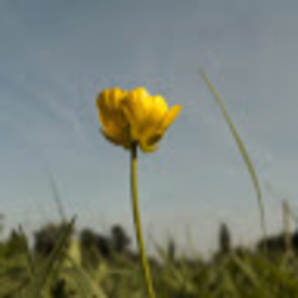 Meet your Posher, Addison - Picture 1 of 1